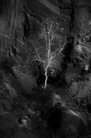 Llanberis precarious tree