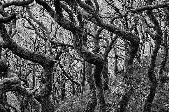 Llanberis twisted trees BW