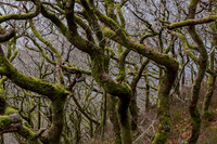 Llanberis twisted trees and moss 2