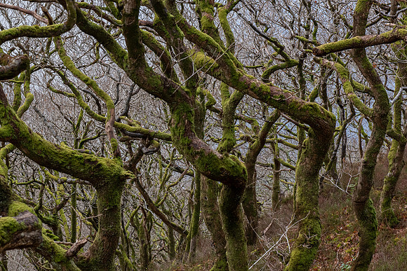 Llanberis twisted trees and moss 2