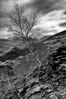 Llanberis scree tree BW