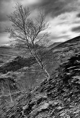 Llanberis scree tree BW