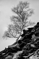 Llanberis tree and slate BW