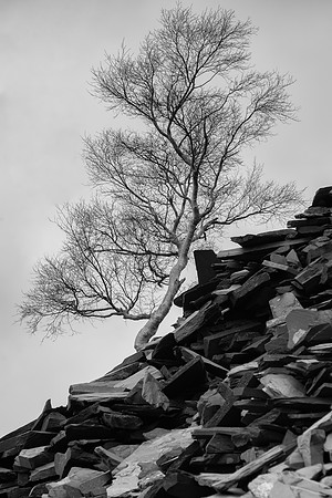 Llanberis tree and slate BW