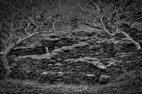 Llanberis ruin and trees 1