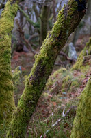 Llanberis moss
