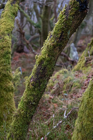 Llanberis moss