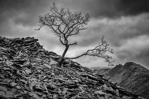 Llanberis tree and slate 2 BW