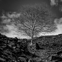 Llanberis tree and slate 1 BW
