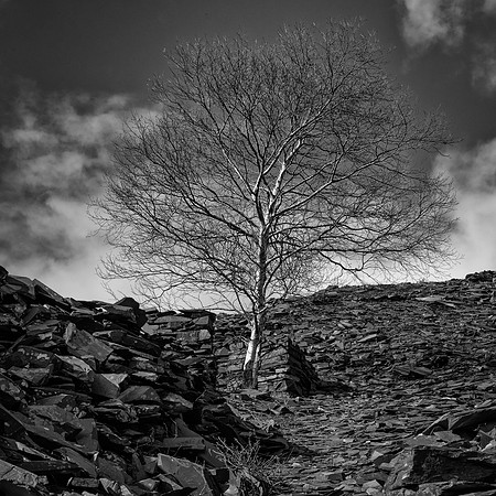 Llanberis tree and slate 1 BW