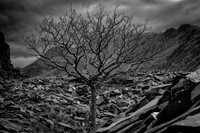 Llanberis tree and slate 3 BW