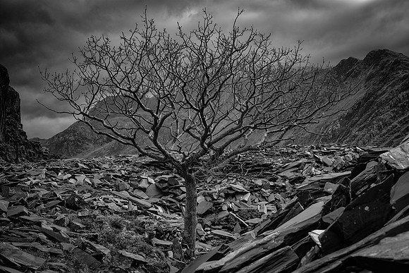 Llanberis tree and slate 3 BW
