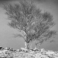 Llanberis tree and lake BW