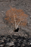 Llanberis rust tree
