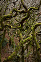 Llanberis twisted trees and moss