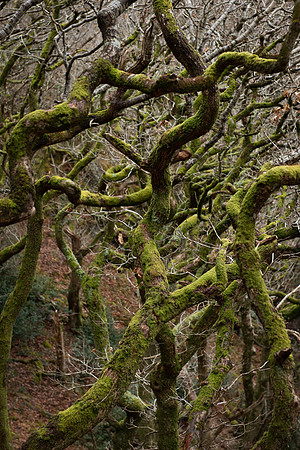 Llanberis twisted trees and moss