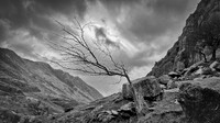 Llanberis stump tree BW