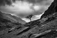 Llanberis lone tree BW