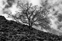 Llanberis tree and slate 5 BW