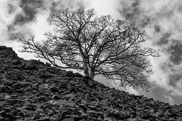 Llanberis tree and slate 5 BW