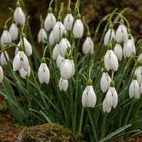Kew snowdrops