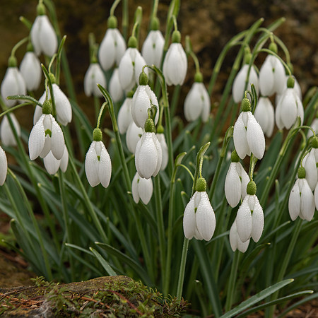 Kew snowdrops