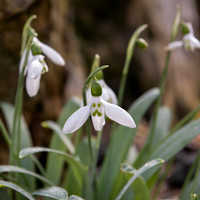 Kew snowdrop face
