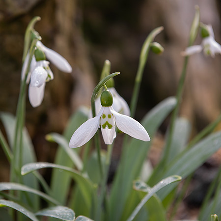 Kew snowdrop face