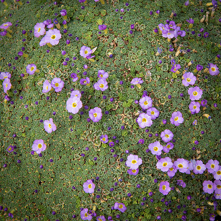 Kew alpine plant