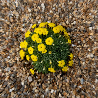 Kew alpine plant 2