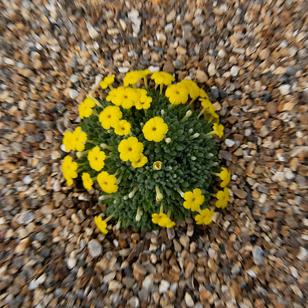 Kew alpine plant 2