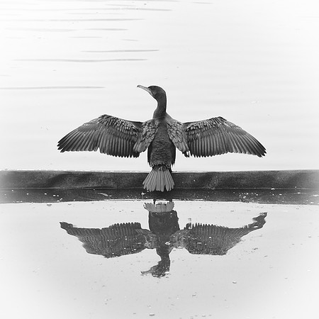 Kew cormorant BW