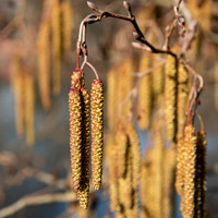 Kew alder catkins