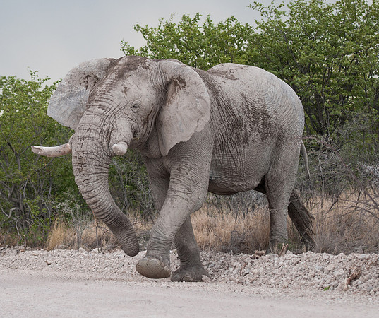 etosha elephant in road