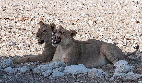 etosha 2 lions
