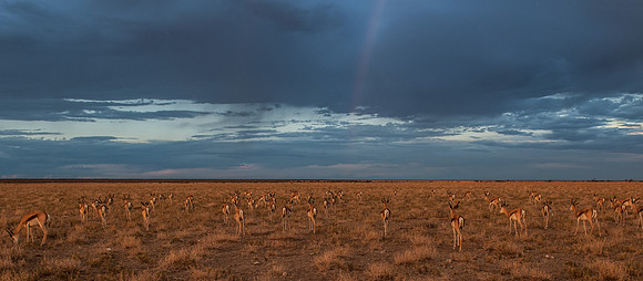 etosha springbok rainbow dusk