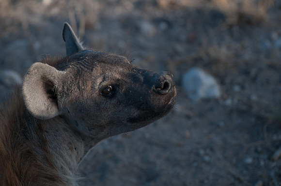 etosha spotted hyena 3