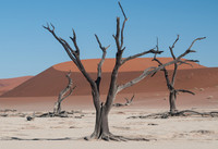 Deadvlei trees and crescent dune