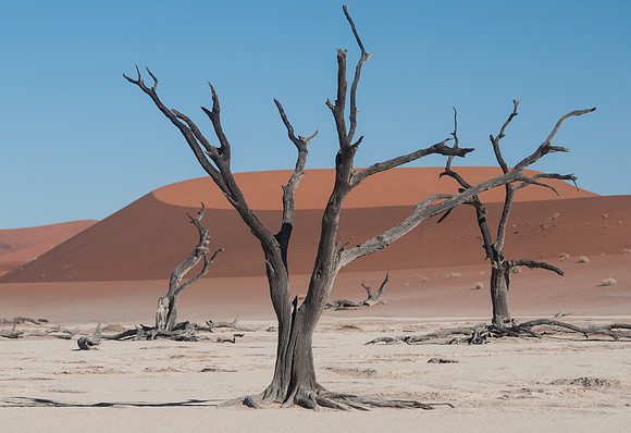 Deadvlei trees and crescent dune