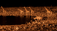 etosha giraffe and 1 rhino waterhole night