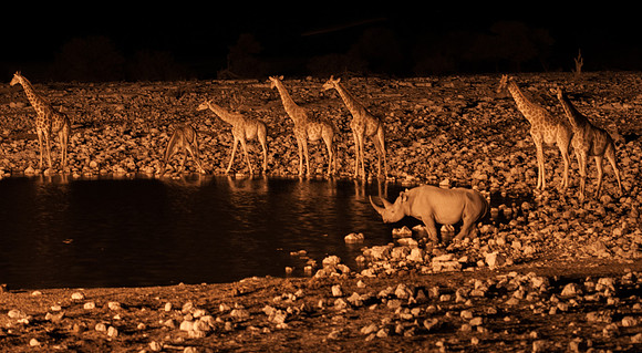 etosha giraffe and 1 rhino waterhole night