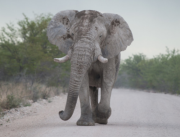etosha elephant in road 1