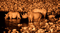 etosha four rhino night