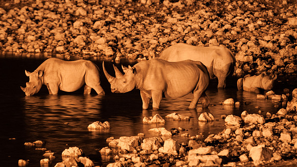 etosha four rhino night