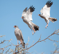 etosha kestrels x3 landing
