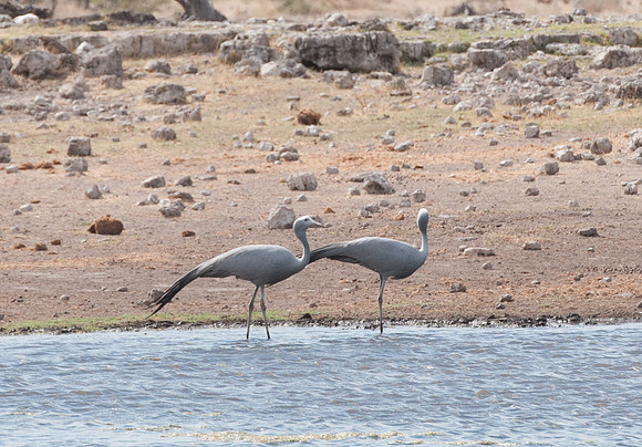 etosha blue crane