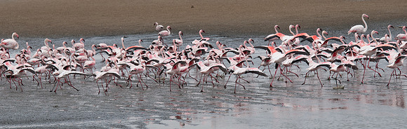 walvis bay flamingos