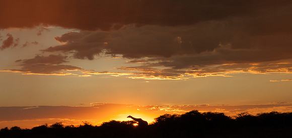 etosha giraffe silhouette sunset