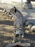 cheetah
