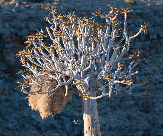 sociable weaver nest and quiver tree fish river